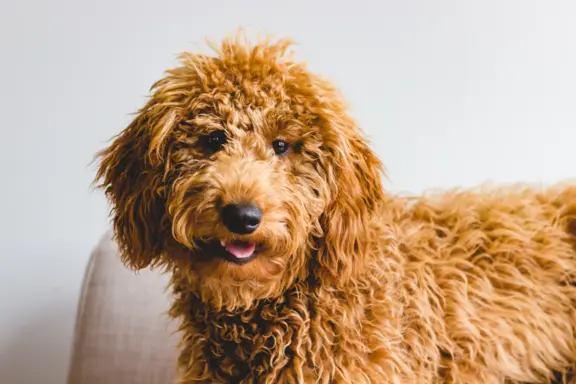 Goldendoodle 4