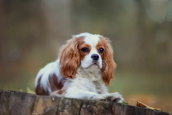 Cavalier King Charles Spaniel 1