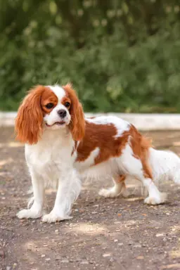 Cavalier King Charles Spaniel 2