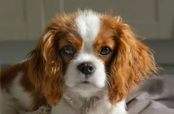 Cavalier King Charles Spaniel 3