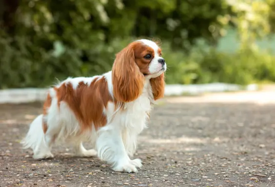 Cavalier King Charles Spaniel 4