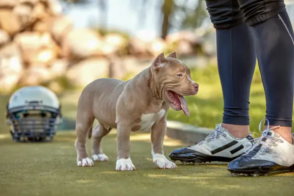 American Bully 1