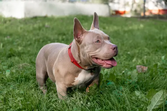 American Bully 3