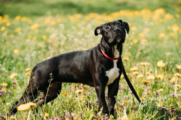 Staffordshire Bull Terrier 1