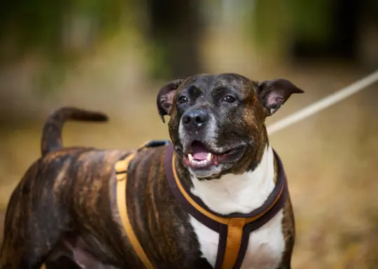 Staffordshire Bull Terrier 2