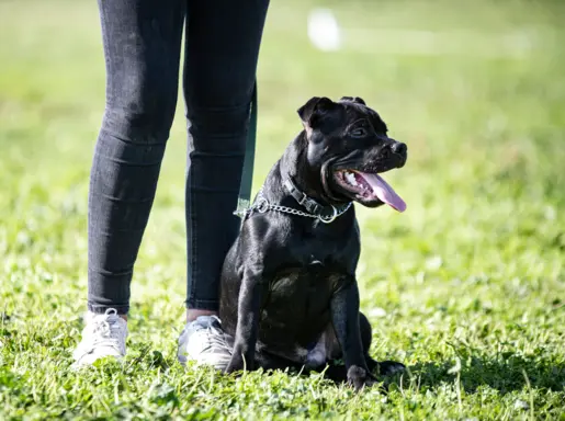 Staffordshire Bull Terrier 3