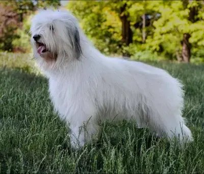 Odis 2