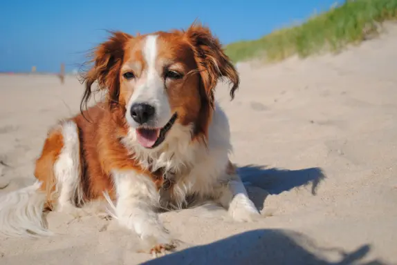 Retriever z Nowej Szkocji 1