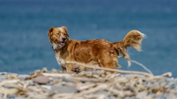 Retriever z Nowej Szkocji 3
