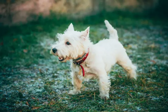 West highland white terrier 1