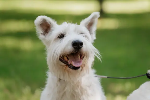 West highland white terrier 2