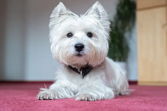 West highland white terrier 3