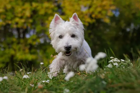 West highland white terrier 4