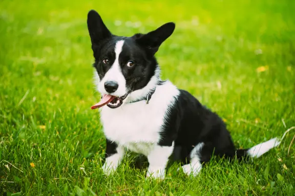Welsh corgi cardigan 1