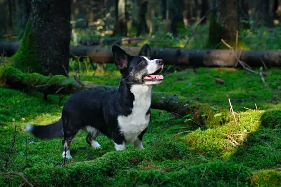 Welsh corgi cardigan 2