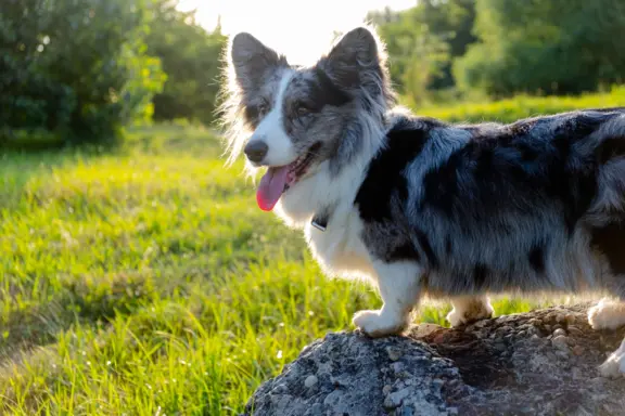 Welsh corgi cardigan 3