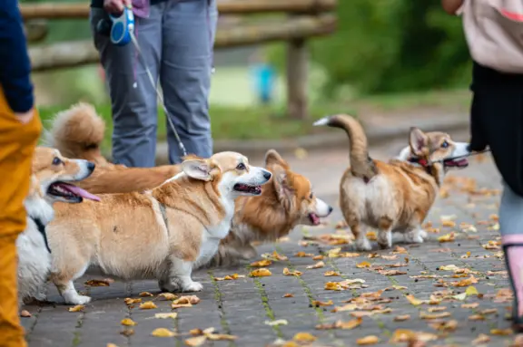 Welsh corgi cardigan 4