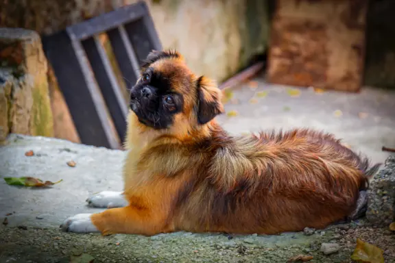 Spaniel Tybetański 1