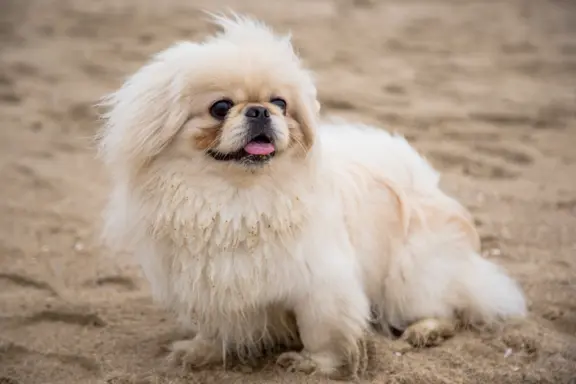 Spaniel Tybetański 2