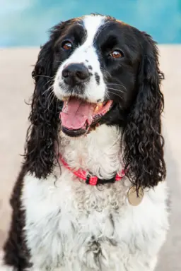 Springer Spaniel Angielski 1