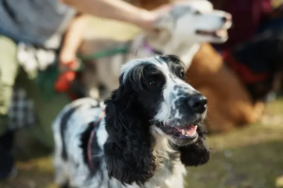 Springer Spaniel Angielski 2