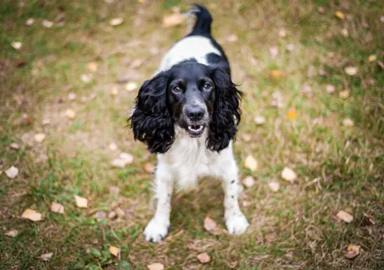 Springer Spaniel Angielski 3