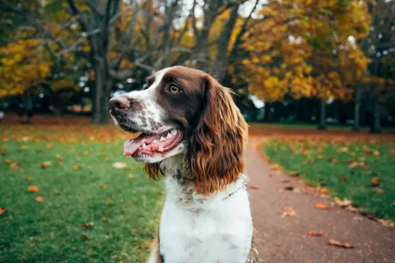 Springer Spaniel Angielski 4