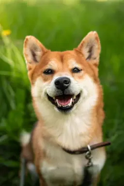 Shiba Inu 1
