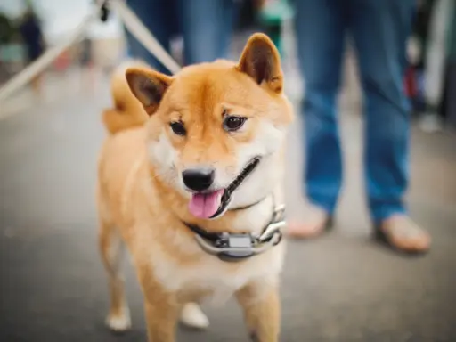 Shiba Inu 2