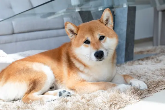 Shiba Inu 3