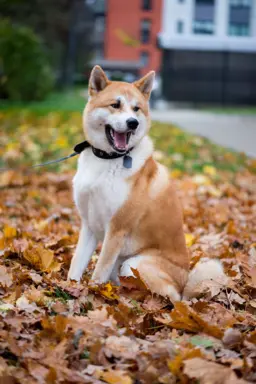 Shiba Inu 4