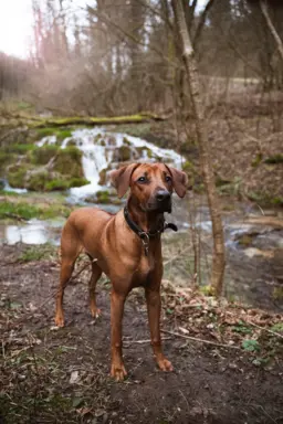 Rhodesian Ridgeback 1