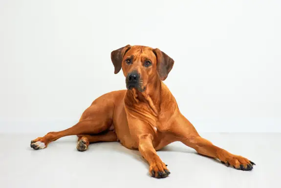 Rhodesian Ridgeback 2