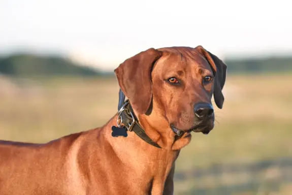 Rhodesian Ridgeback 3