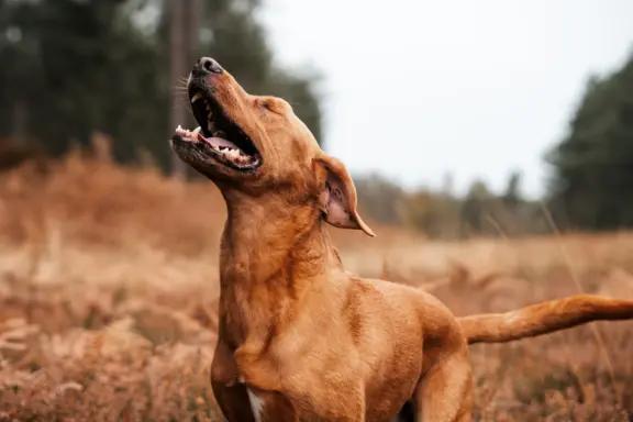 Rhodesian Ridgeback 4