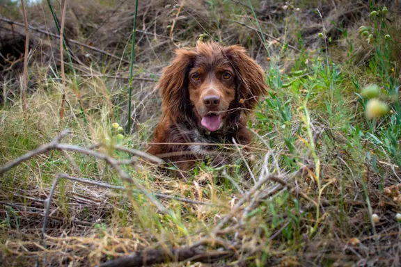 Polski spaniel myśliwski 1
