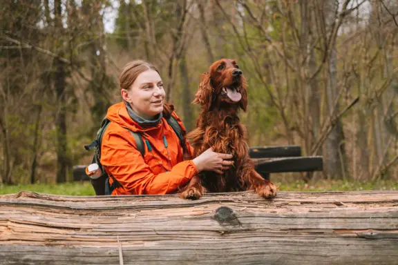 Polski spaniel myśliwski 2