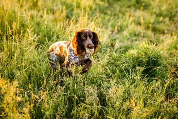 Polski spaniel myśliwski 3