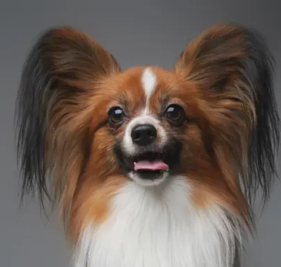 Papillon 1