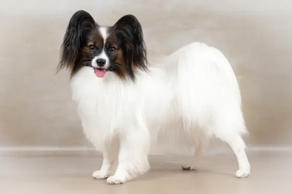 Papillon 2