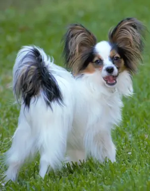 Papillon 3