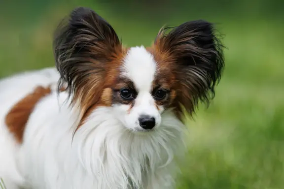 Papillon 4