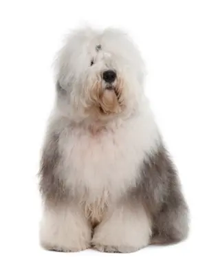 Owczarek staroangielski (bobtail) 2