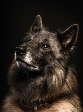 Owczarek belgijski groenendael 2