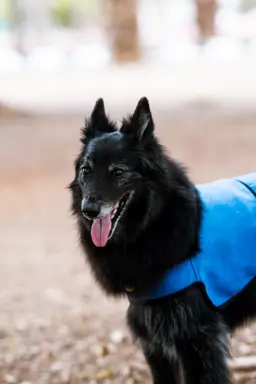 Owczarek belgijski groenendael 3