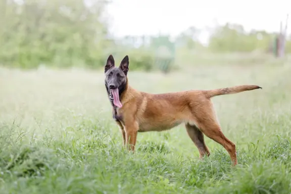 Owczarek belgijski malinois 1