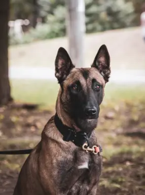 Owczarek belgijski malinois 2