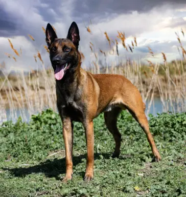 Owczarek belgijski malinois 3