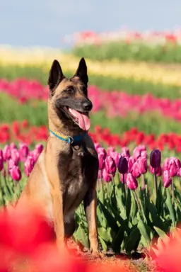 Owczarek belgijski malinois 4