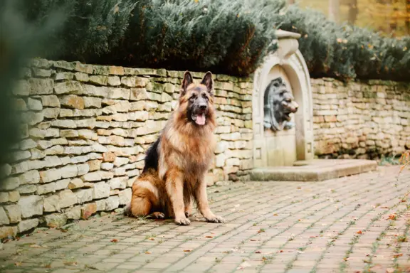 Owczarek staroniemiecki 2